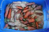 Tips To Identify Rotten Carrot